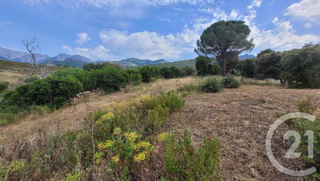 Terrain à vendre CALENZANA