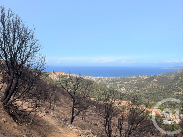 terrain à vendre - 15615.0 m2 - SANTA REPARATA DI BALAGNA - 202 - CORSE - Century 21 Dary Immobilier