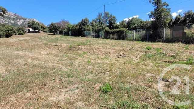 terrain à vendre - 1850.0 m2 - LUMIO - 202 - CORSE - Century 21 Dary Immobilier