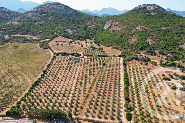 maison à vendre - 6 pièces - 210.39 m2 - CALENZANA - 202 - CORSE - Century 21 Dary Immobilier