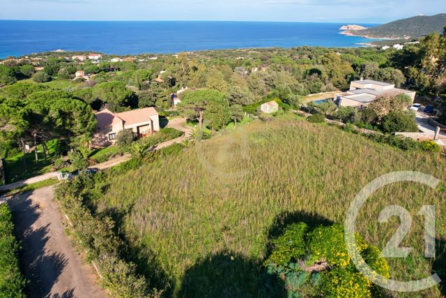 terrain - CORBARA - 202